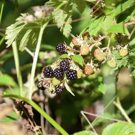 With Balcony In Brixen In Thale Tyrol Lägenhet *